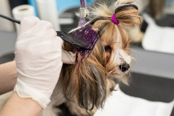 A female groomer paints the wool of a Yorkshire terrier in a barber shop - Fotoğraf, Görsel
