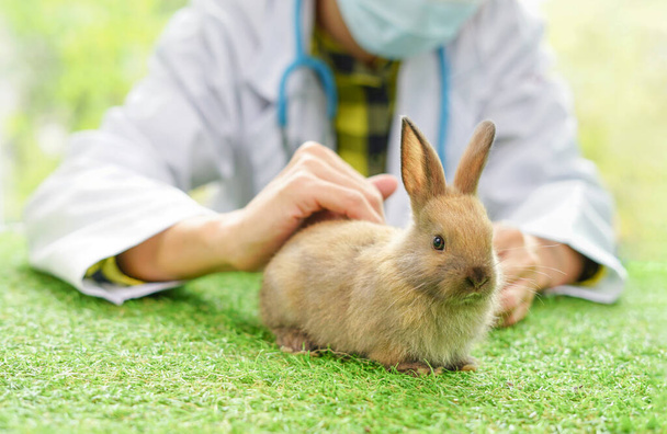 un conejito marrón enfermo, veterano examinar conejo en la granja                                - Foto, Imagen