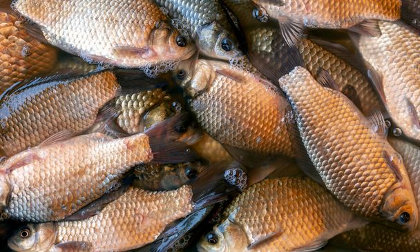 River crucian carp Free Stock Photos, Images, and Pictures of