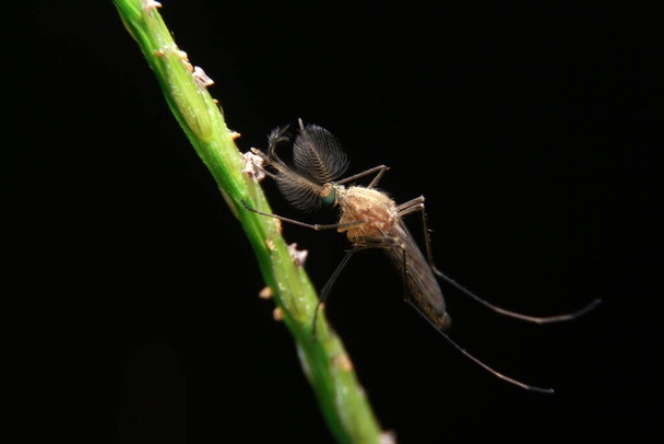 zbliżenie męski komar na zielonym liściu, czas nocny - Zdjęcie, obraz