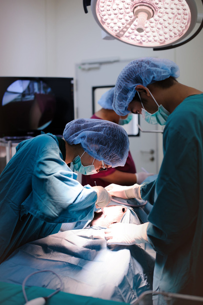 Veterinarian surgeons in operation room - Фото, зображення