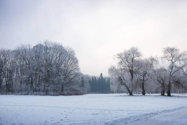 Winter snowy landscape with frost on the trees in the park - Photo, Image