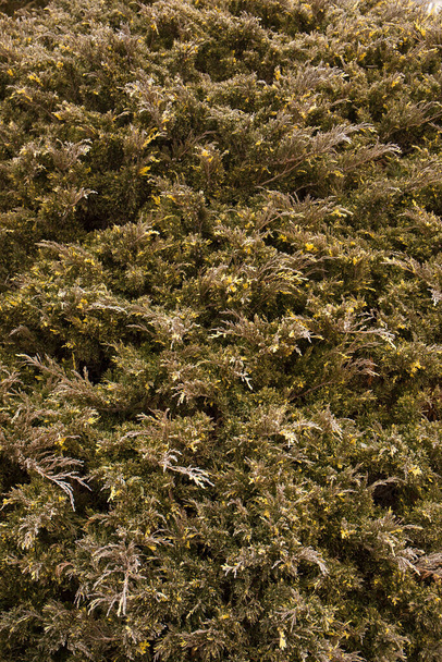 Zierwacholder mit bunten gelben Flecken im Winter - Foto, Bild