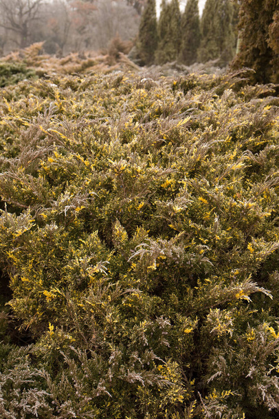 Zierwacholder mit bunten gelben Flecken im Winter - Foto, Bild