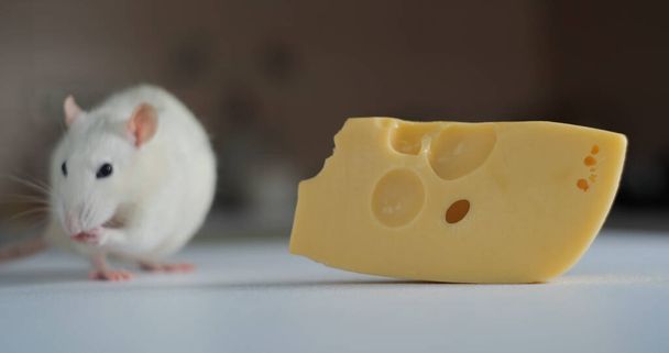 Close-up of domestic white rat eating cheese - Φωτογραφία, εικόνα