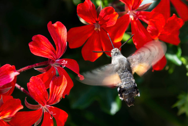héliotin colibri planant au-dessus d'une fleur (Macroglossum stellatarum
) - Photo, image