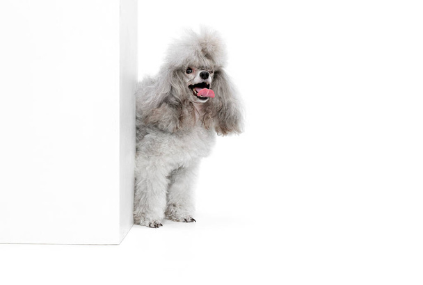 Portrait of charming, grey, purebred poodle posing, peeking out corner isolated over white studio background. Concept of domestic animals, care, companion, vet, motion, action, pets love. - Foto, Bild