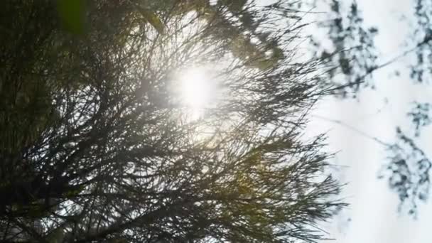 Wasser plätschert vor sich hin und reflektiert grünen Dschungel oder Baum - Filmmaterial, Video