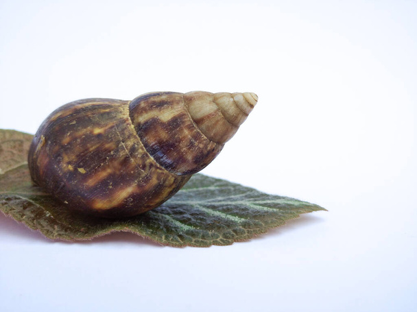 Escargot on a leaf on a white background - Land snail Achatina fulica - Photo, Image