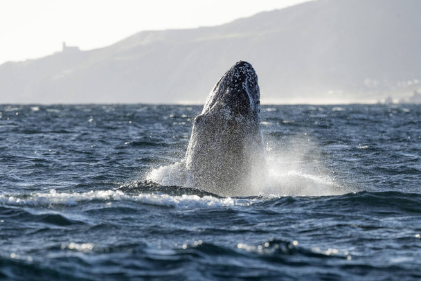 hrbatý velryba prolomení na pacifickém oceánu pozadí v Cabo San Lucas Mexiko baja california sur - Fotografie, Obrázek