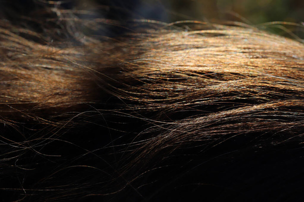 prameny vlasů zářící na slunci - Fotografie, Obrázek