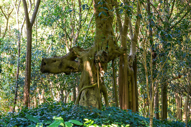 Weird growing banyan tree closeup in forest park - Photo, Image