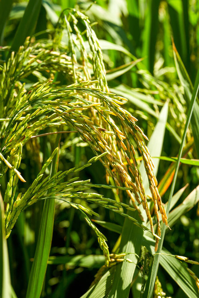 Крупним планом рис у золото-жовтому рисовому полі, зібраному восени
 - Фото, зображення