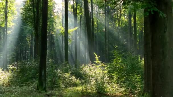 Прекрасний вид на сонячний ранок у зеленому лісі
 - Кадри, відео
