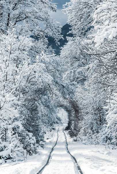 Зимняя сцена со снежным лесом и железной дорогой. Зимняя концепция  - Фото, изображение