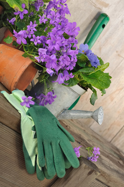 bellflowers and gardening  - Fotografie, Obrázek