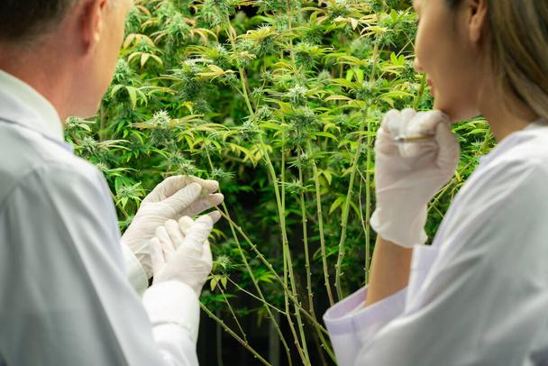 Deux scientifiques discutent de la satisfaction des plantes de cannabis dans une serre de cannabis d'intérieur curative. Produits extraits du cannabis comme traitement médical alternatif. - Photo, image