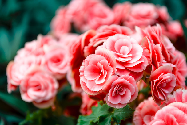 Flor de camélia japonesa rosa
 - Foto, Imagem