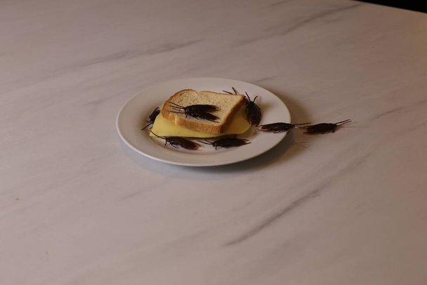 primo piano colpo di sandwich con scarafaggi su un tavolo bianco - Foto, immagini