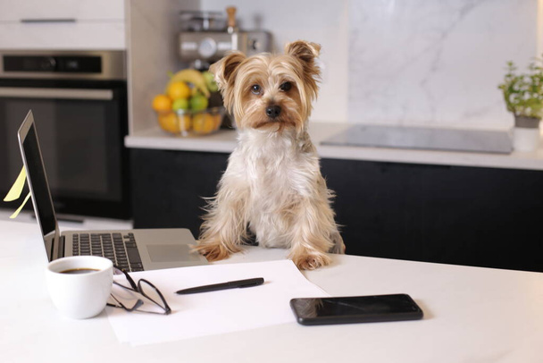 close-up shot van schattige kleine puppy met laptop, werken vanuit huis concept - Foto, afbeelding