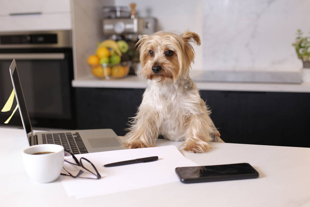 крупным планом милый маленький щенок с ноутбуком, работающий с домашней концепции - Фото, изображение