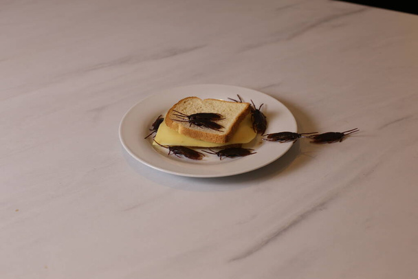 close-up shot van sandwich met kakkerlakken op wit tafelblad - Foto, afbeelding