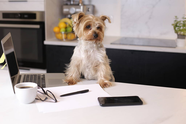 close-up shot of cute little puppy with laptop, working from home concept - Photo, Image