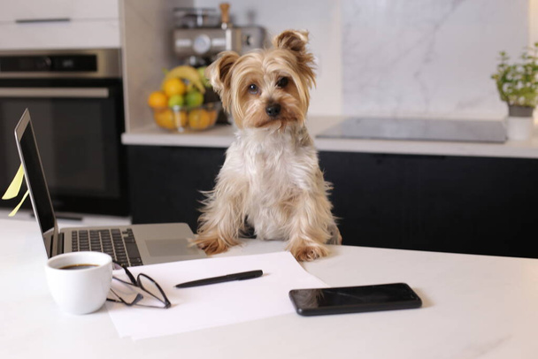 крупным планом милый маленький щенок с ноутбуком, работающий с домашней концепции - Фото, изображение