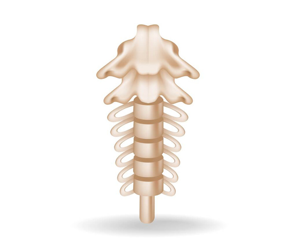 Concepto plano 3d ilustración isométrica de corte de anatomía espinal - Vector, imagen