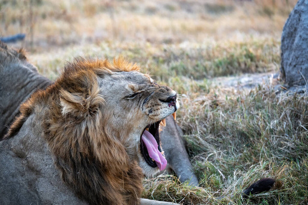 Közelkép egy hím oroszlánról, aki a fogát mutogatja az Okavango deltában Botswanában. - Fotó, kép