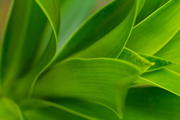 Weiche und selektive Fokusunschärfe des grünen Blattes Detail Linie Textur Hintergrund Natürliche Tapete - Foto, Bild