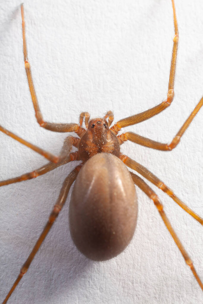 Самка віддає перевагу павуку - отруйному арахніду - Фото, зображення