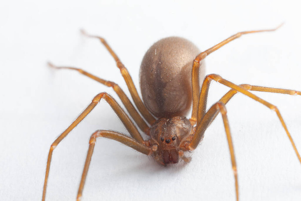Araña de recuperación marrón femenina - arácnido venenoso - Foto, imagen