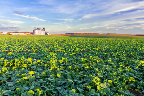 Green field of young rapeseed shoots and a new grain elevator on the horizon - Photo, Image