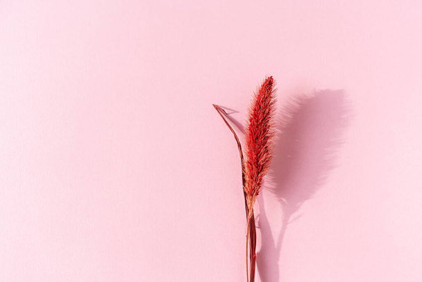 Trendikäs väri viva magenta kuiva spikelet vaaleanpunaisella paperilla taustalla. Luonnon lehtien käsite - Valokuva, kuva