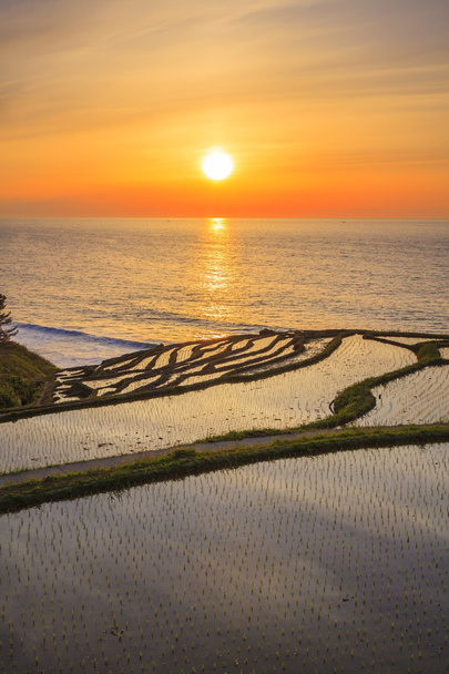 Terrasses de riz au coucher du soleil
 - Photo, image