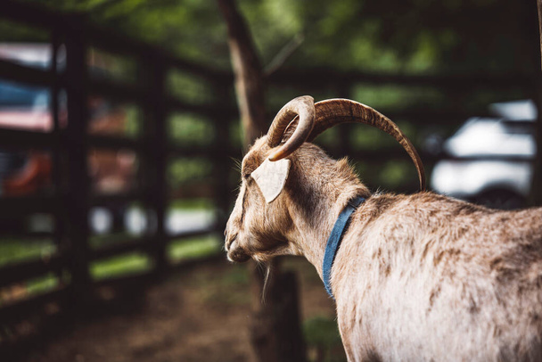 Side view from the back, goat on the ranch cooling down in the shade of forest on a hot summer day. - Foto, immagini