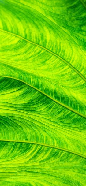 Background of bright green leaf in background light. Flat exotic texture of plant, close-up. Vertical frame - Foto, immagini