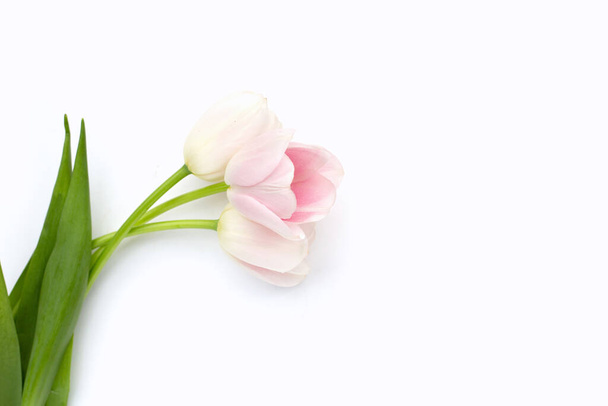 White pink tulips on white background. - Valokuva, kuva