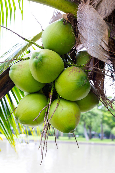 Coconut tree with bunches of coconut fruits - Φωτογραφία, εικόνα