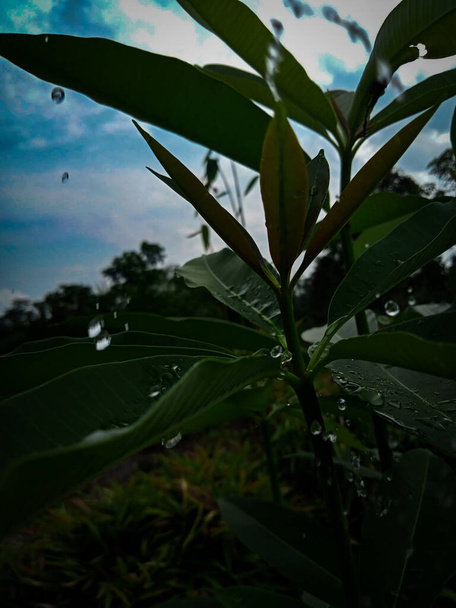 harmat csöpög a csúcsok a zöld levelek, reggeli rezgések trópusi zöld levelek háttér - Fotó, kép