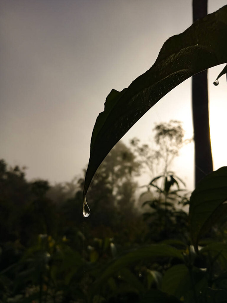 rosa kape ze špiček listí, ranní vibrace tropické zelené listy pozadí - Fotografie, Obrázek