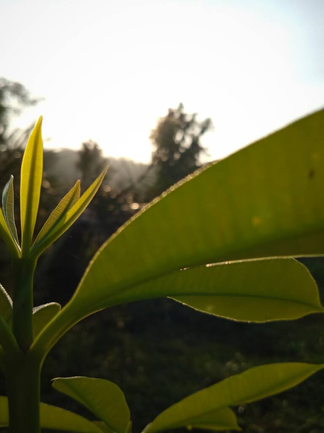 vibraciones matutinas hojas verdes tropicales fondo - Foto, Imagen
