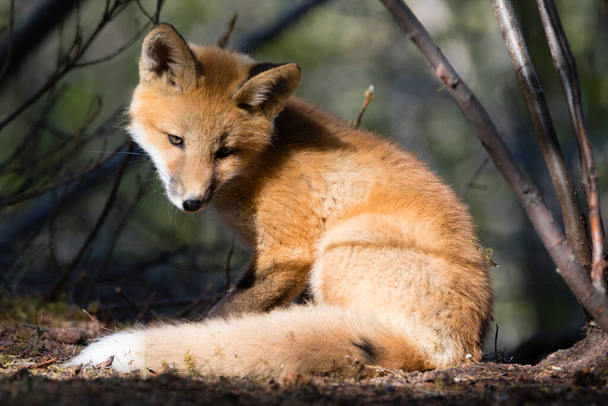 Roztomilá mladá červená liška, Vulpes vulpes, ve vzácném introspektivním okamžiku na slunném místě v lese - Fotografie, Obrázek