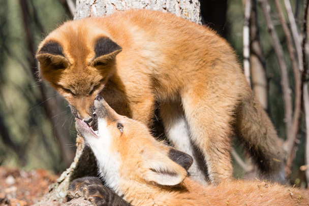 Dvě hravé mladé červené lišky, Vulpes vulpes, vstřebané v drsné hře kousajícího nosu - Fotografie, Obrázek