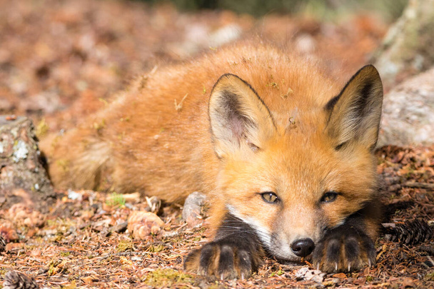 Hravá mladá červená liška, Vulpes vulpes, přikrčená, aby vystopovala nějakou kořist. - Fotografie, Obrázek