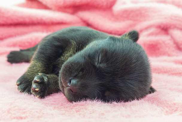 pasgeboren pups, zwart gemengd ras puppies Slapen op een roze achtergrond. - Foto, afbeelding