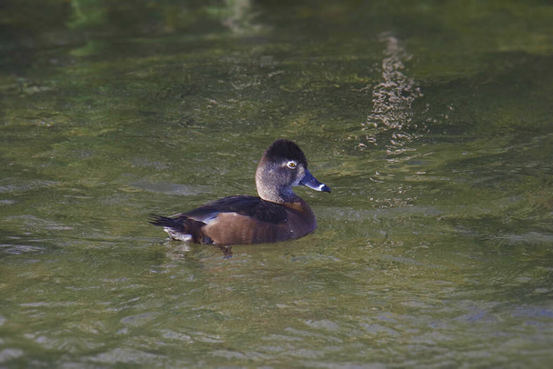 Ring-necked Duck (female) (aythya collaris) swimming in on pond - Photo, Image