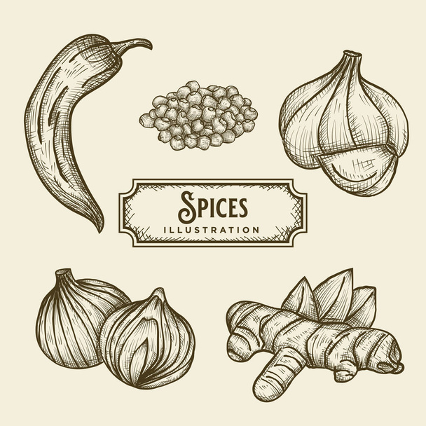 Handgetekende specerijen Illustratie - Vector, afbeelding