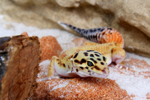 Gecko Eublepharis macularius - Fotoğraf, Görsel